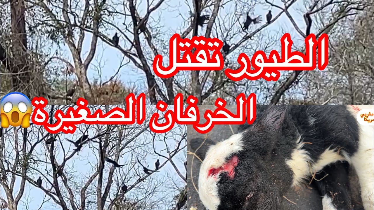 معانات المزرعة مع النسور والطيور آكلة الجيفة vultures birds