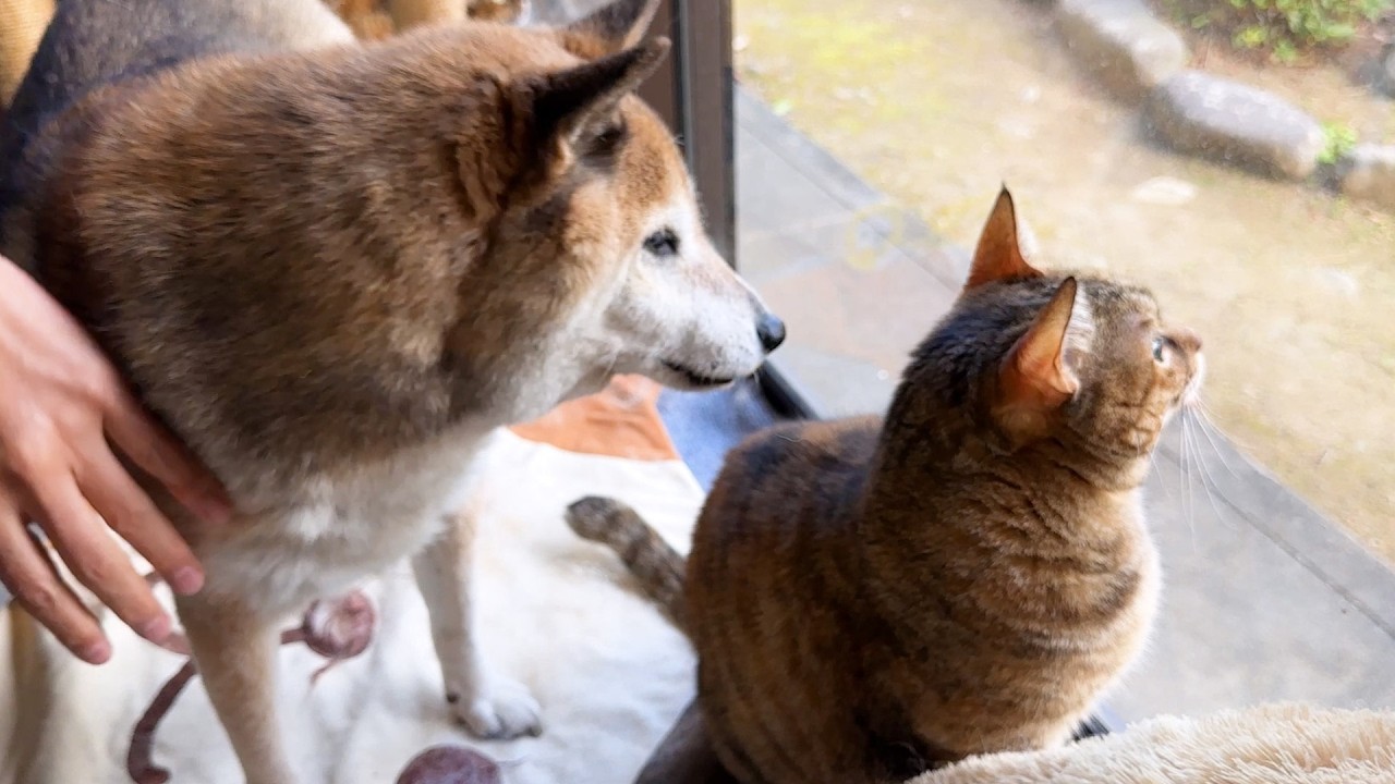 お散歩中にタヌキと遭遇したりモフモフ毛を取られたり〜な柴犬パパの1日