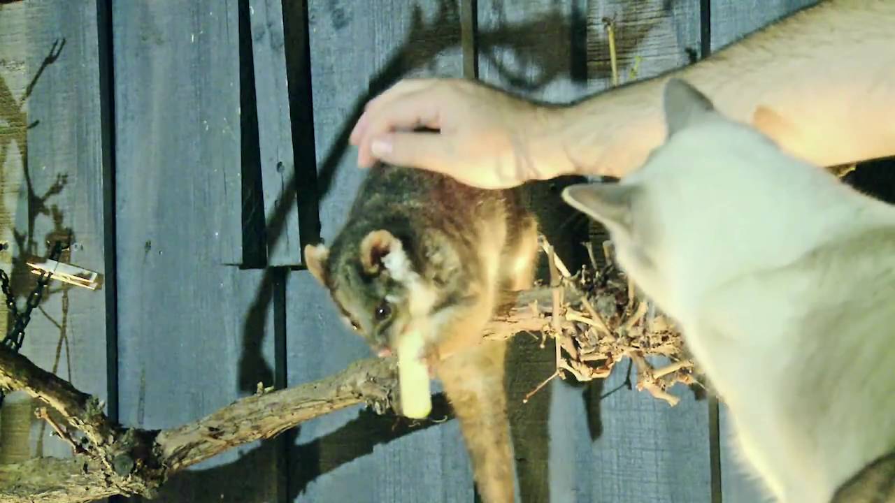Ragdoll Cat meets Ringtail Possum -- PoathTV
