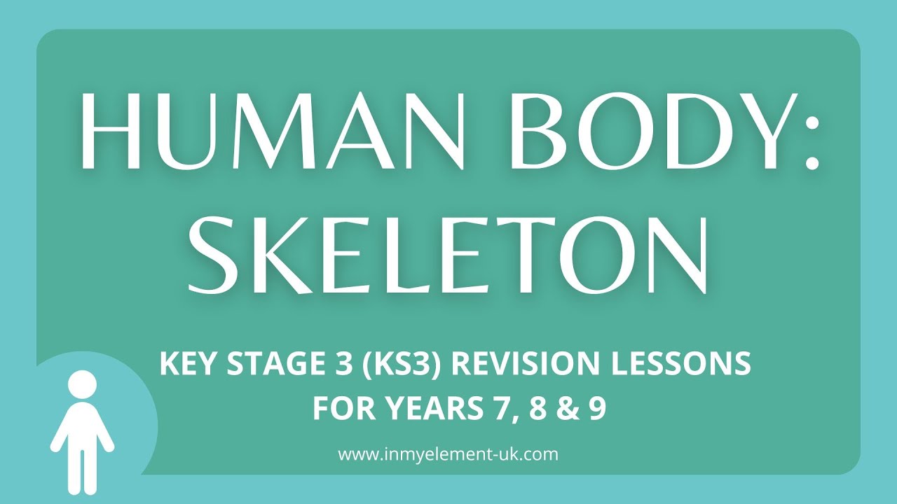 The Human Skeleton: Main function and why we need one - Biology Revision (Years 7, 8 & 9)