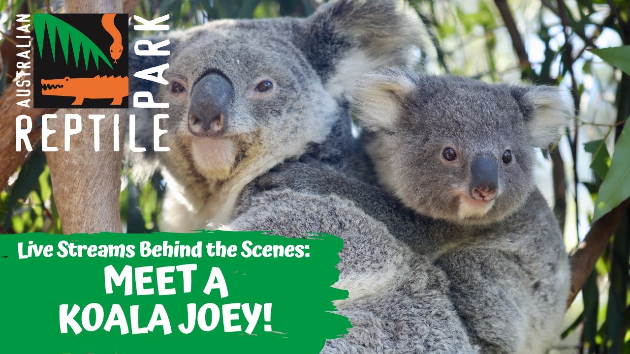 KOALA JOEY UP CLOSE (LIVE FOOTAGE) | AUSTRALIAN REPTILE PARK