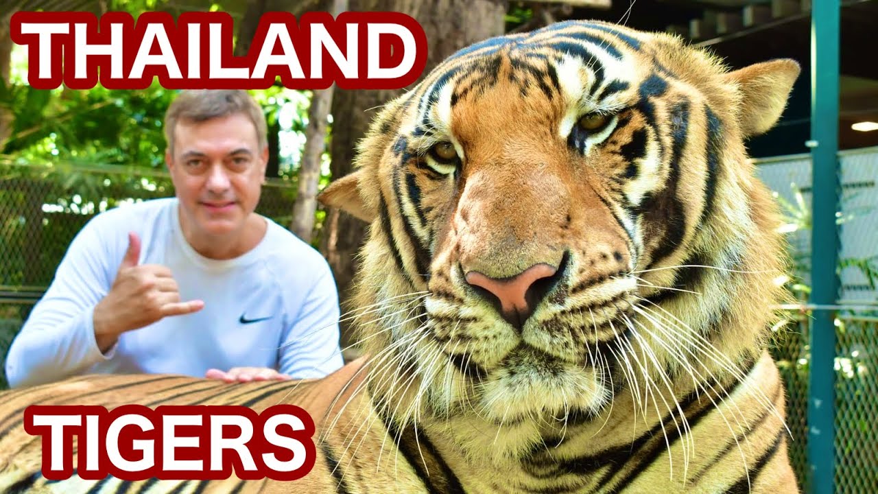 Pattaya Thailand Tiger Park, Nomad, Solo Travel, minimalist travel, world travel