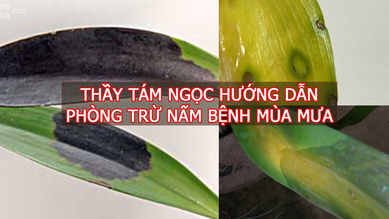 Thầy Tám Ngọc Hướng Dẫn Trị Bệnh Cho Lan Mùa Mưa (Mùa Covid) Tại Lớp Học Trồng Lan - Phần 1