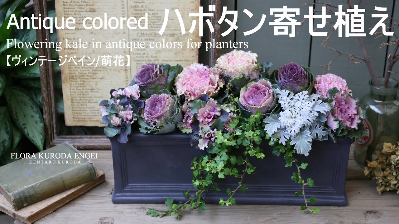 寄せ植え／アンティークカラーの葉牡丹プランター【冬のガーデニング】ヴィンテージベイン／萌花シリーズ-フローラ黒田園芸-4K ULTRA HD