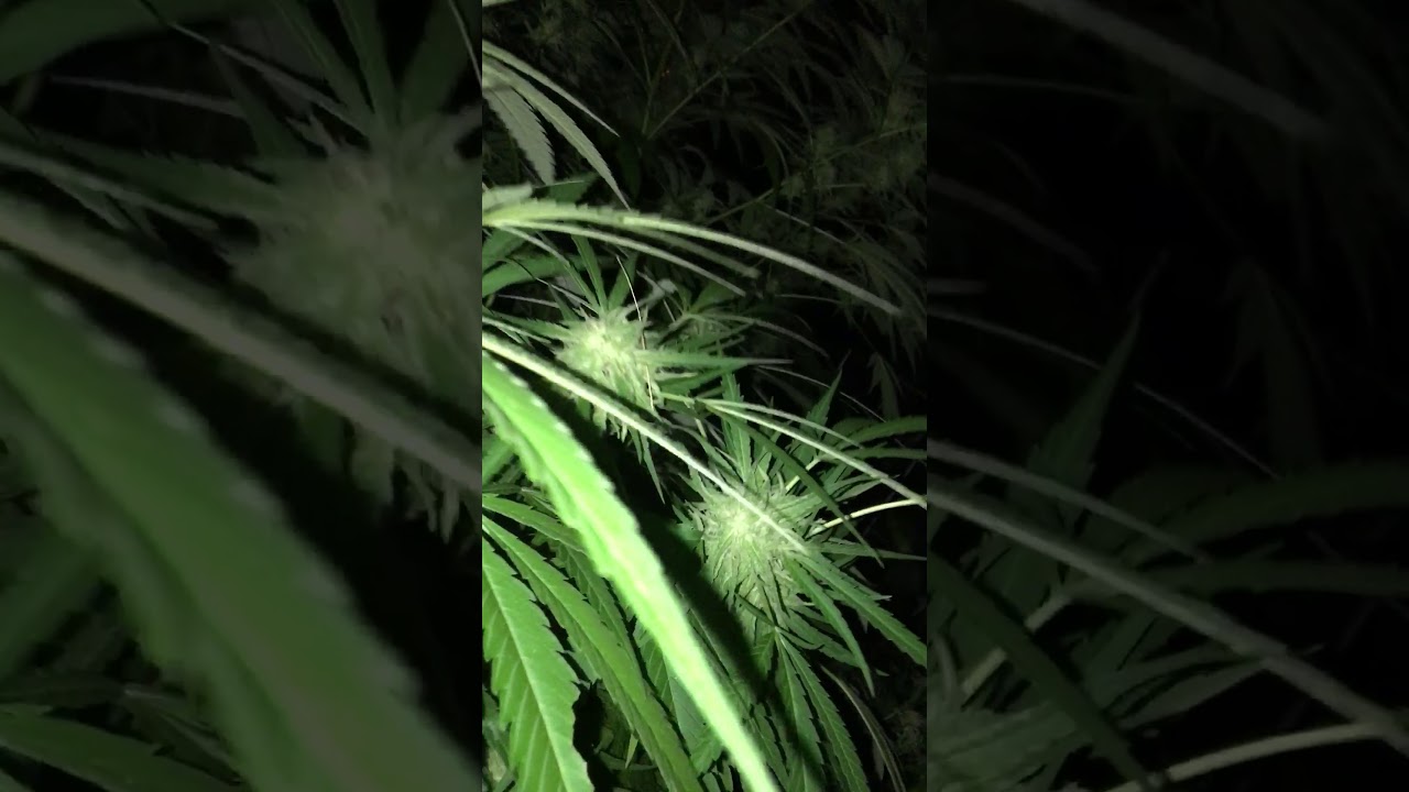 Early bud