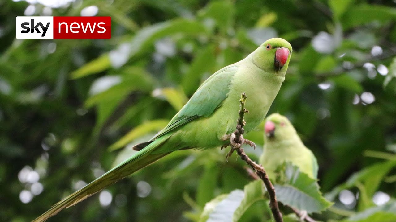 Why do parakeets live in the UK?
