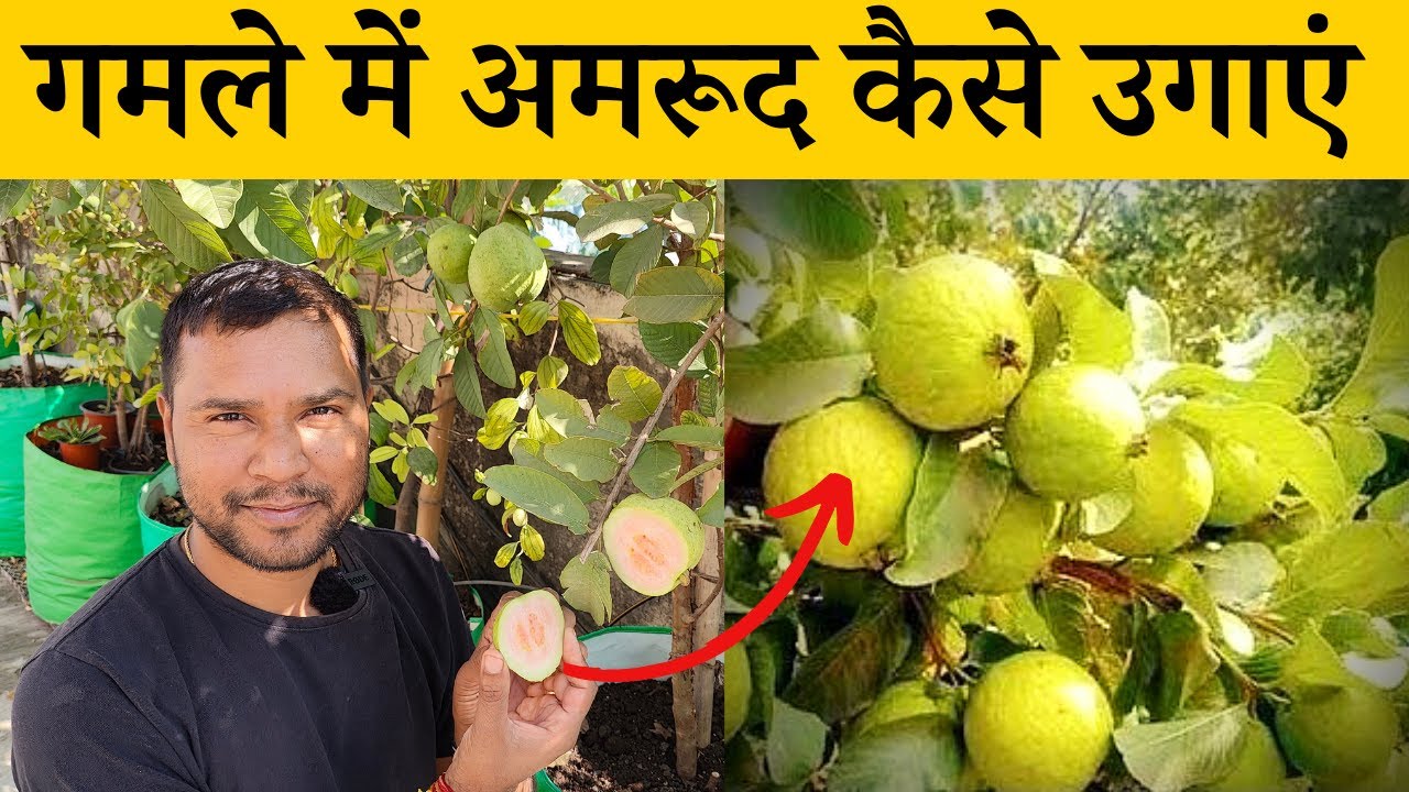 गमले में पिंक अमरूद कैसे उगाएं? पौधा लगाने से अमरूद तोड़ने तक की पूरी जानकारी| How To Grow Pink Guava