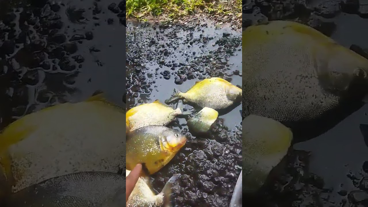 Palometas para o almo&ccedil;o #palometa #piranha #pescaria #pesca #boraserfeliztododia #fishing #fish