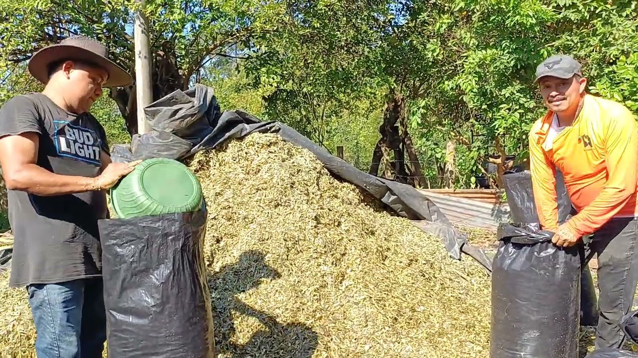 Papá de Deyvi trabaja envolsando silo para las vacas, y tiene ayudante 😱