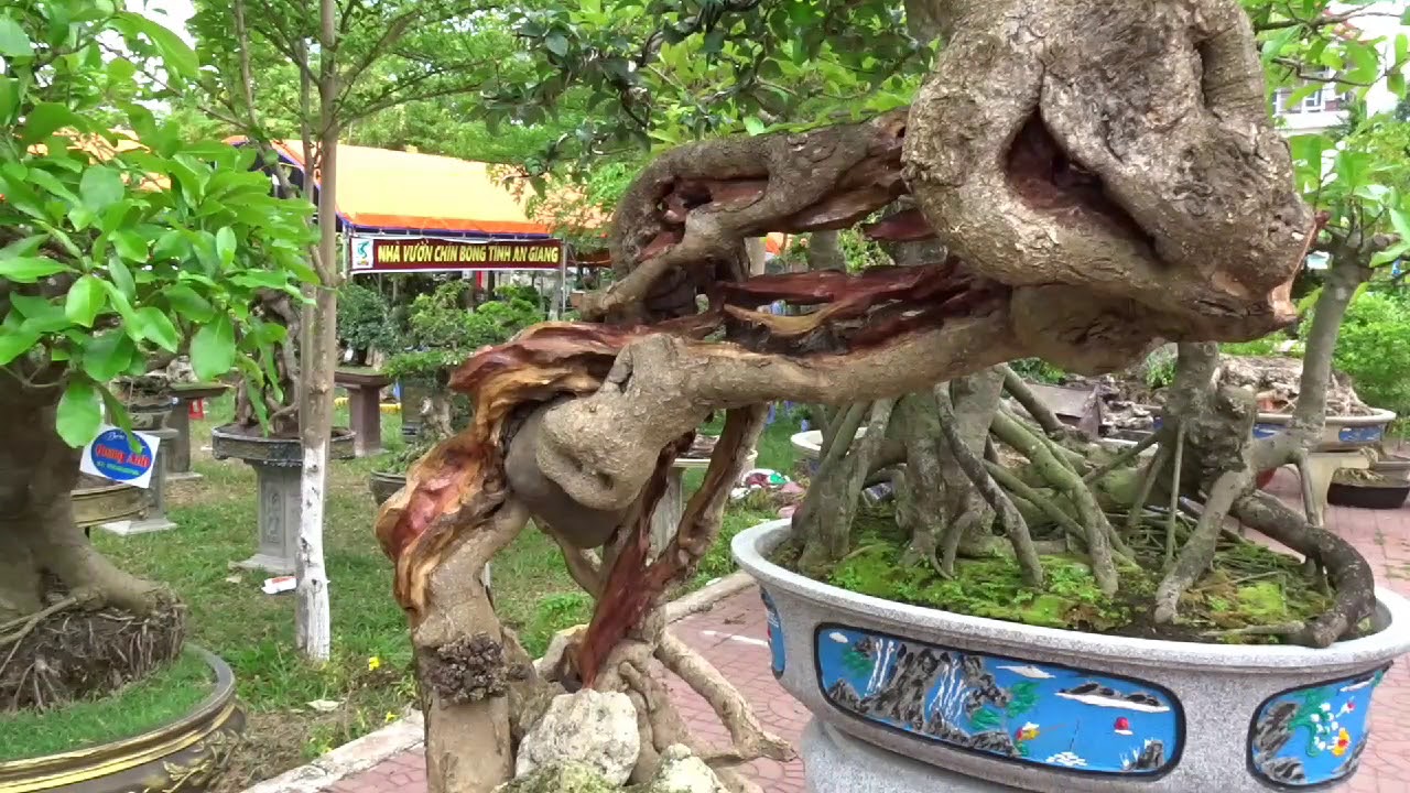 Những cây cảnh bonsai đẹp ở triển lãm /beautiful bonsai trees