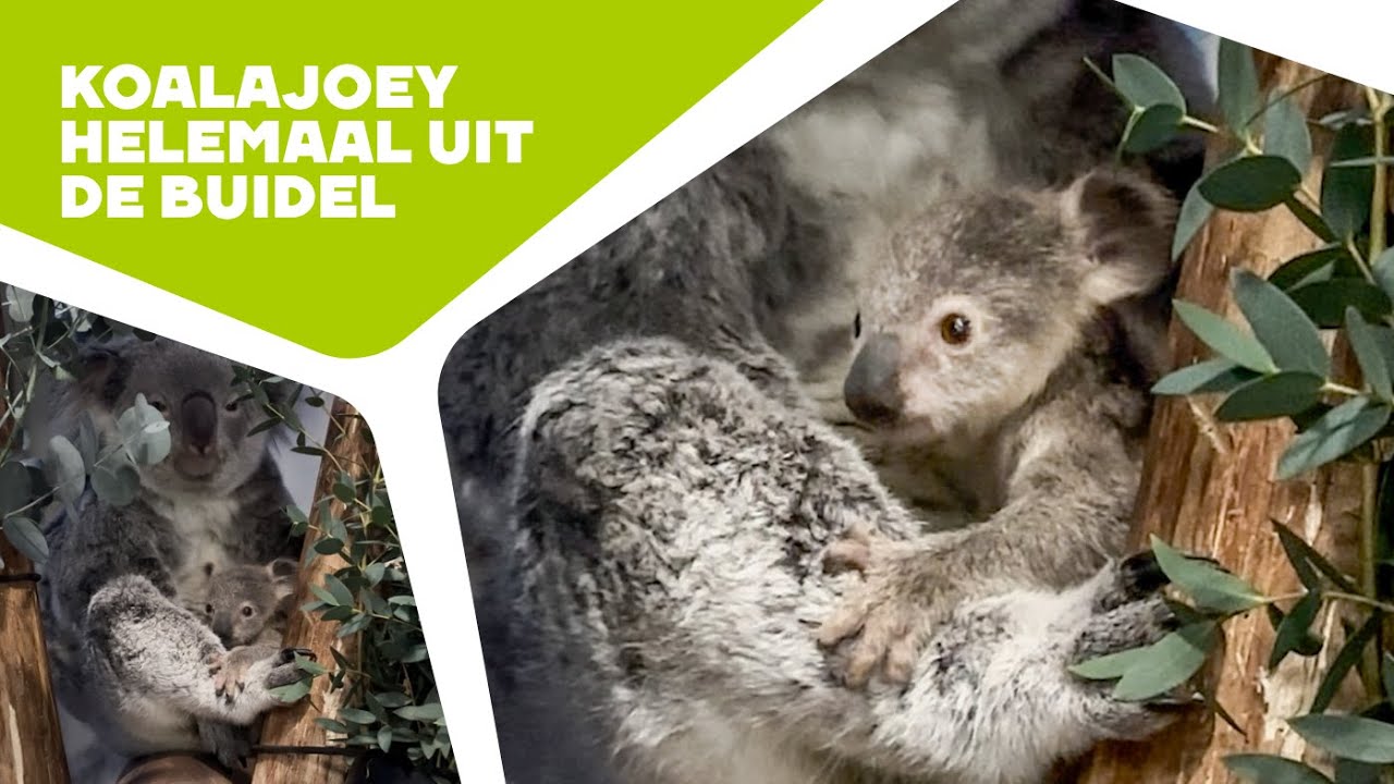 🥹 JONGE KOALA LAAT ZICH HELEMAAL ZIEN! | Koalajong in Ouwehands Dierenpark