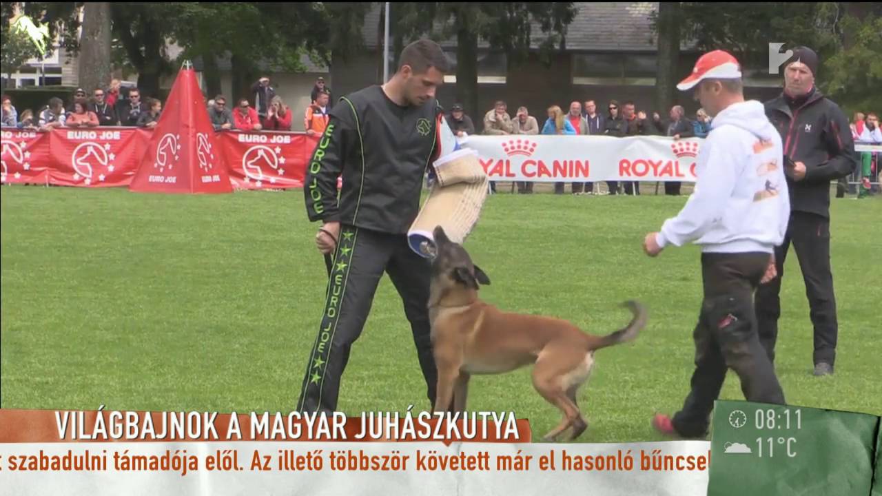 Magyar juhászkutya történelmi sikert aratott - tv2.hu/mokka