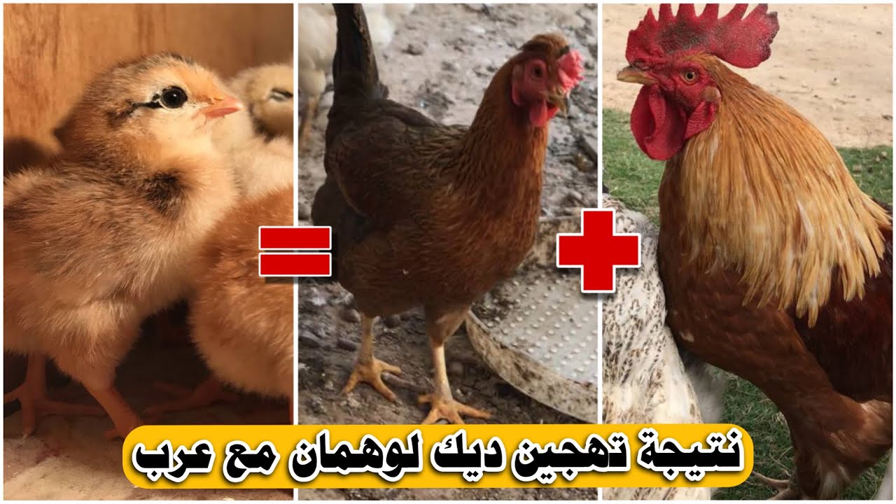 ديك لوهمان +دجاجات عرب = أفراخ هجين نتيجة تهجين ناجحه وطريقة تغذية الافراخ اول يوم