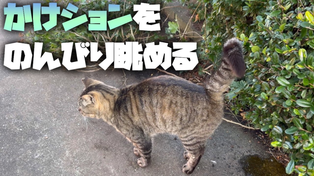 【地域猫】豪快なかけションを眺めるのんびりした１日