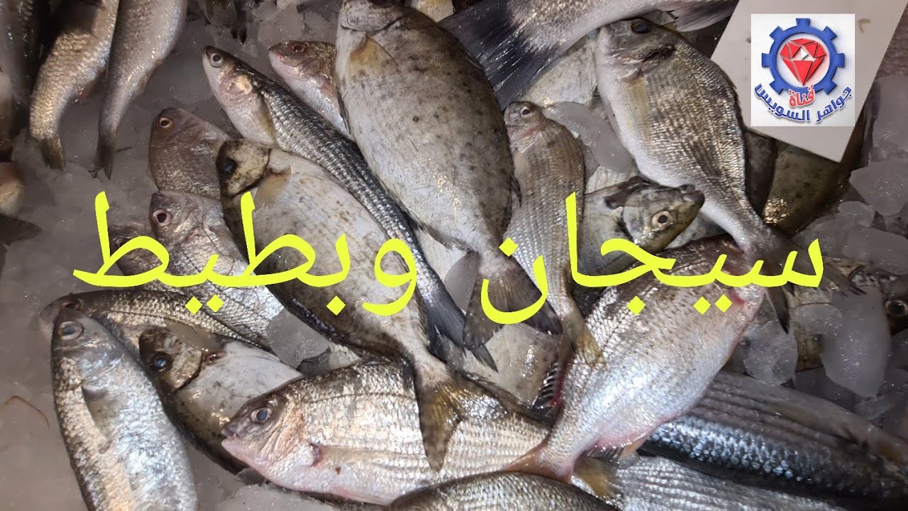 @السمك الشعبي الطا زج بمحل أبو ميزار الأصلي وتنوع أسماك البحر الأحمر.