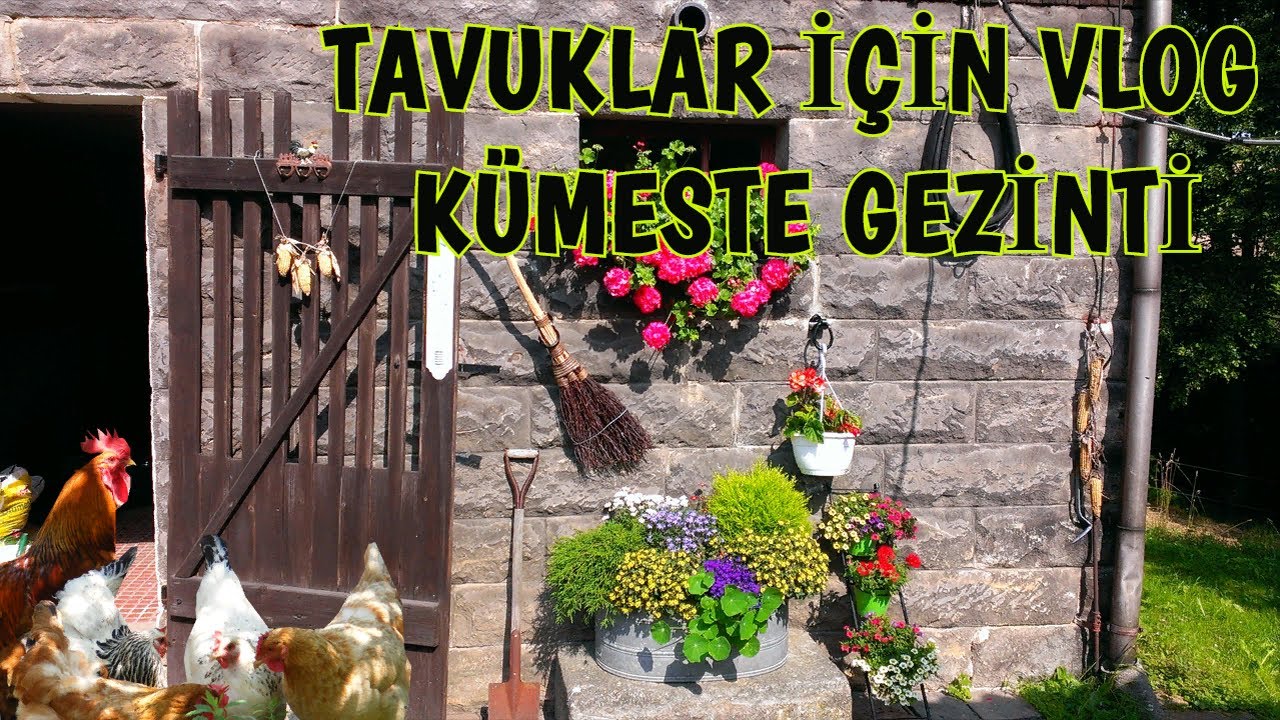 TAVUKLAR İÇİN VLOG - KÜMESTE GEZİNTİ