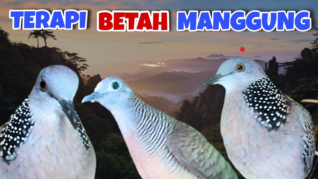 Perkutut Lokal Suara Besar VS Tekukur Gayer Suara Memanggil. Obat Malas Bunyi