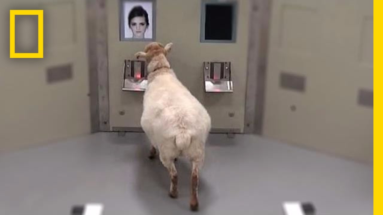 Sheep Can Recognize Human Faces | National Geographic