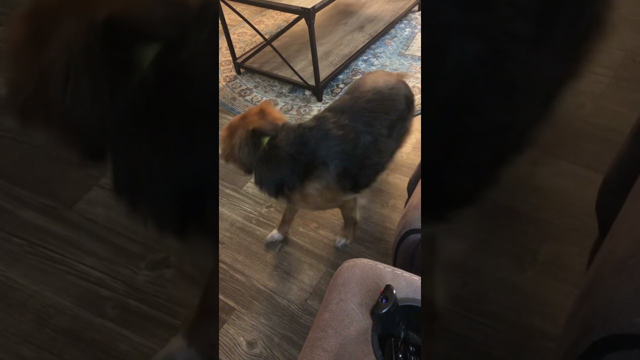 Cute Dog Chasing His Tail | Funny Beagle Puppy