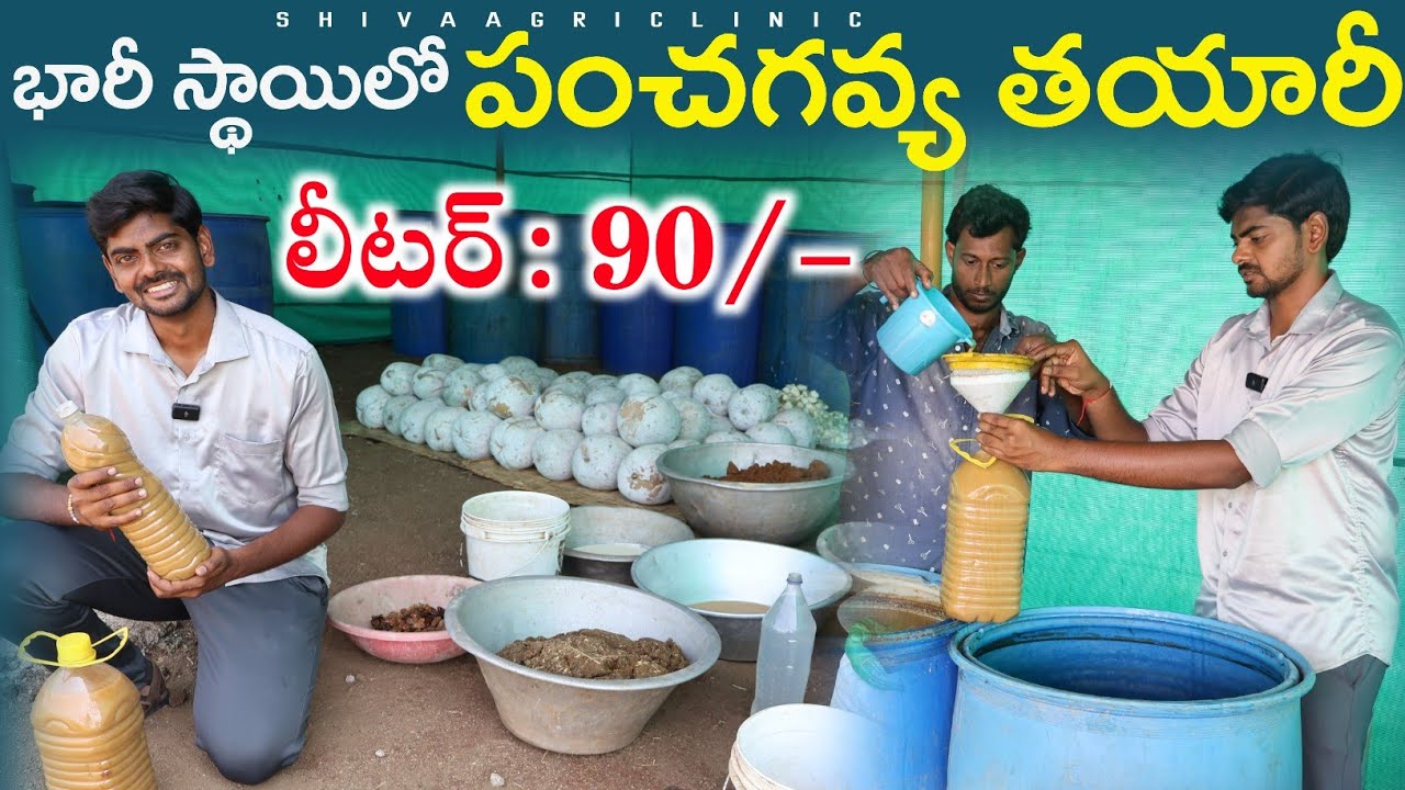 Panchagavya Preparation In Telugu | భారీ స్థాయిలో పంచగవ్య తయారీ | Shiva Agri Clinic