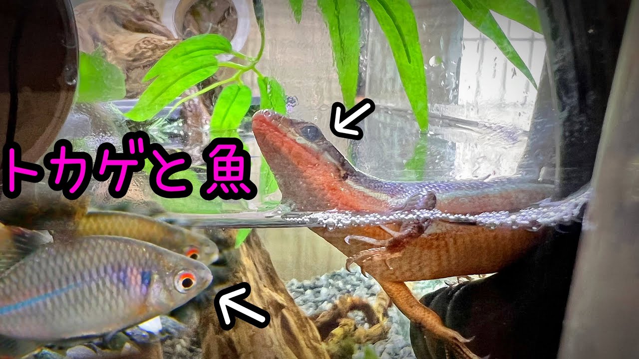 トカゲと魚を一緒に飼育する。食器棚と水槽合体【冬休み暇人専用一気見版】