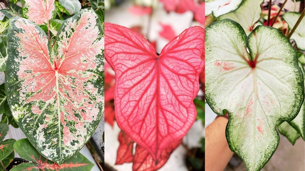 CALADIUM CARE TIPS! How to Grow and Care for Caladium