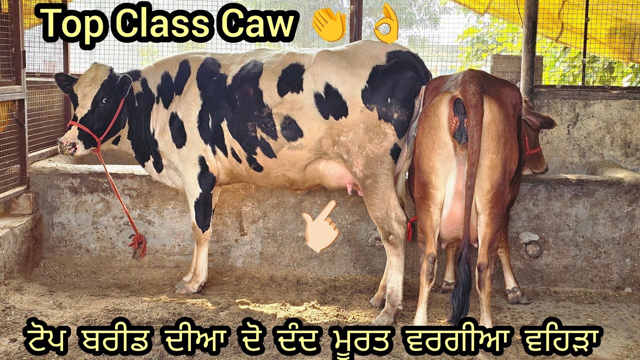 ਐਵੇ ਨੀ ਲੋਕ ਲੱਖਾ ਆਖਦੇ ਭਾਅ ਵਿੱਚ ਟੋਪ ਦੀਆ ਦੋ ਦੰਦ ਪਹਿਲਣ ਵਹਿੜਾ ਕੁਵਾਲਟੀ ਜਵਾਂ ਇੰਡ ਆ ਮਿਤੀ 3-2-2026