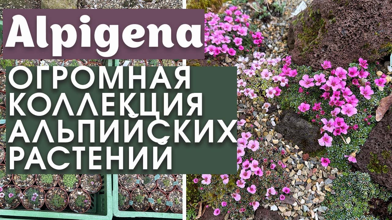 Alpigena🌼🌸🌿Каменная горка во весь двор!