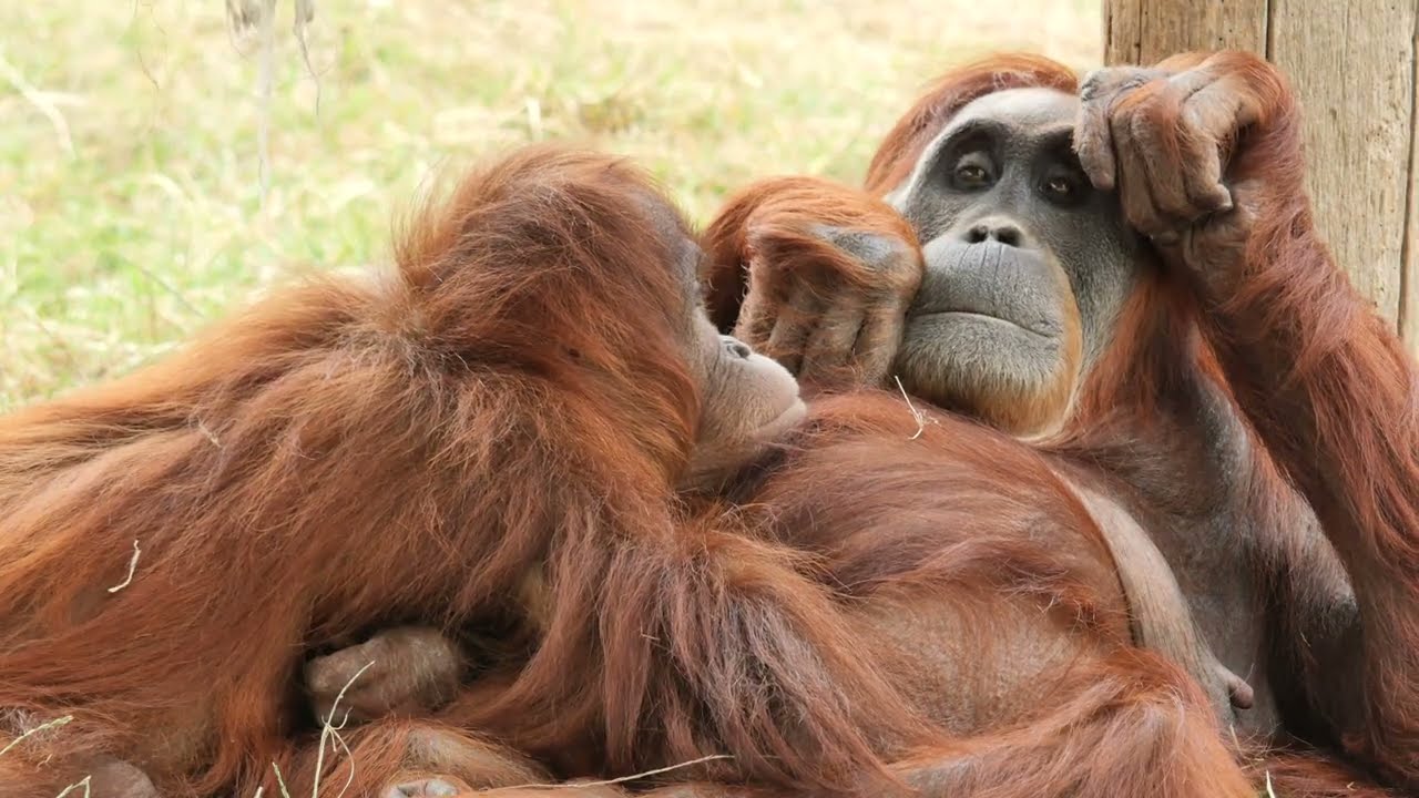 ZOO DE LA BOISSI&Egrave;RE DU DOR&Eacute; 2025