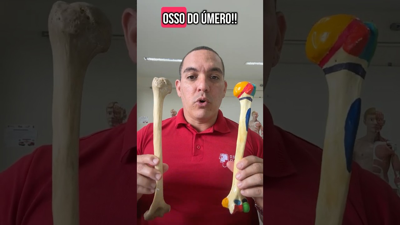 &Uacute;mero Proximal #anatomia #umero #ossos #corpohumano #professordeanatomia #educacaoemanatomia
