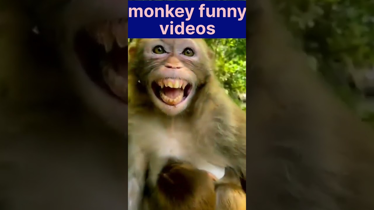 hanu #shortvideo