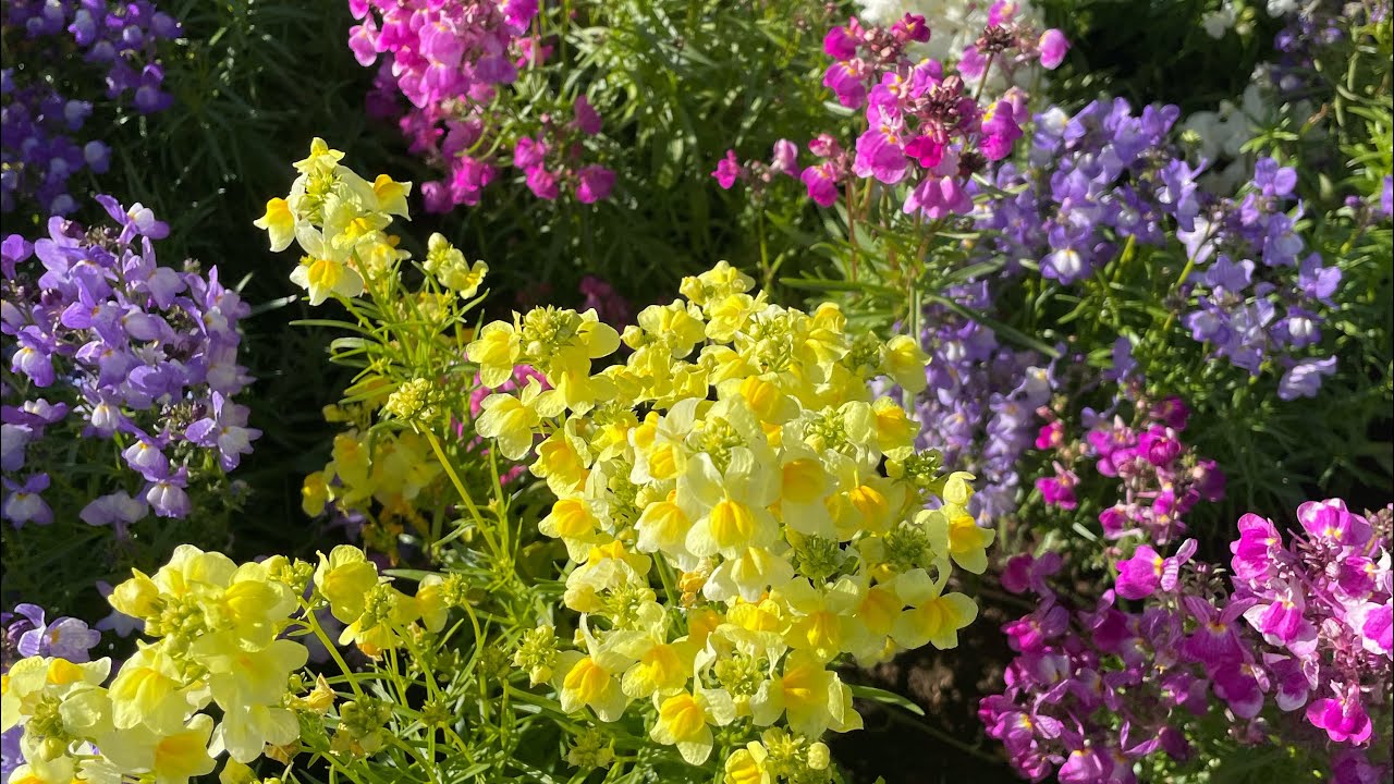 song from a secret garden cello playing