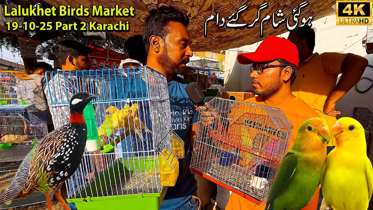 Lalukhet Unique and Rare Birds Market 19-10-25 Karachi | Canary Bird Pigeon Parrots Black Francolin