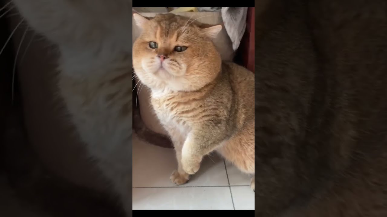Give me five      =.=      A Big Face Fat Ass Cat #shorts