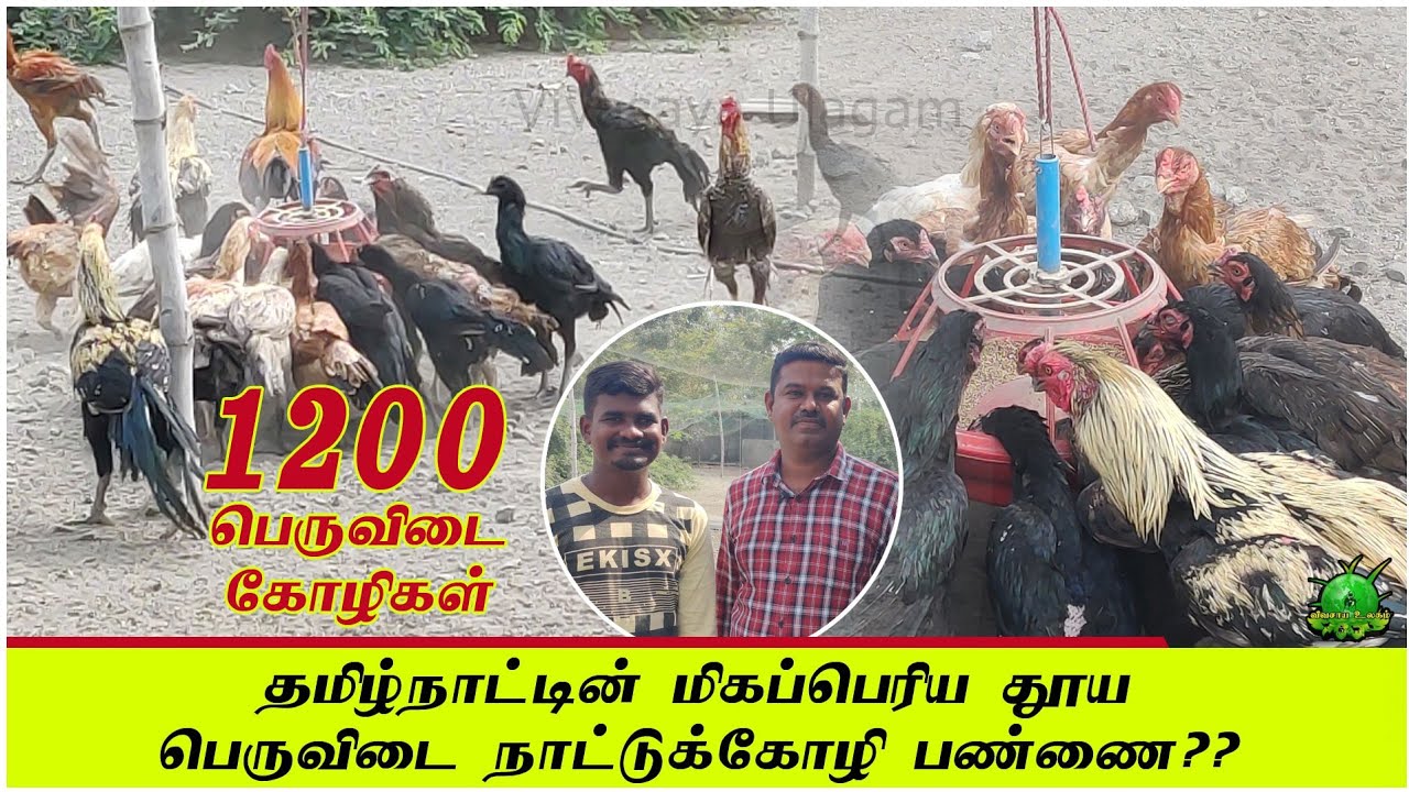 தமிழ்நாட்டின் மிக பெரிய தூய பெருவிடை நாட்டுக்கோழி பண்ணை ??