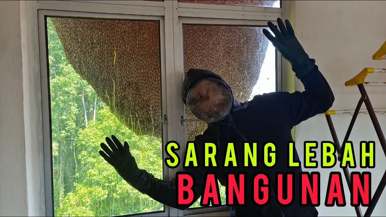 SETIAP TAHUN LEBAH BERSARANG DI SINI