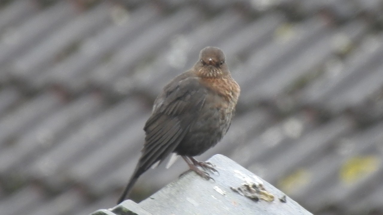 My Little Blackbird & Robin. Feed the birds UK 11 02 26