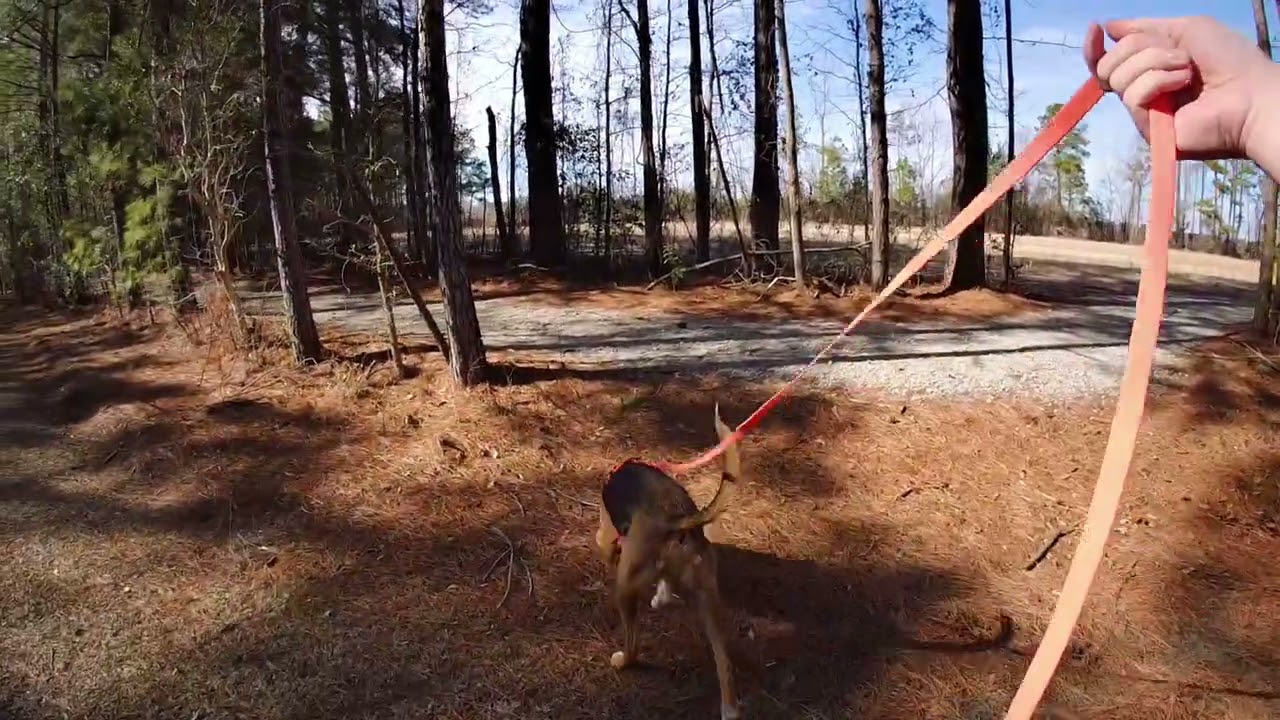 #146 MAR K9 John Henry water trail TD: Mouse TDH: Kyle