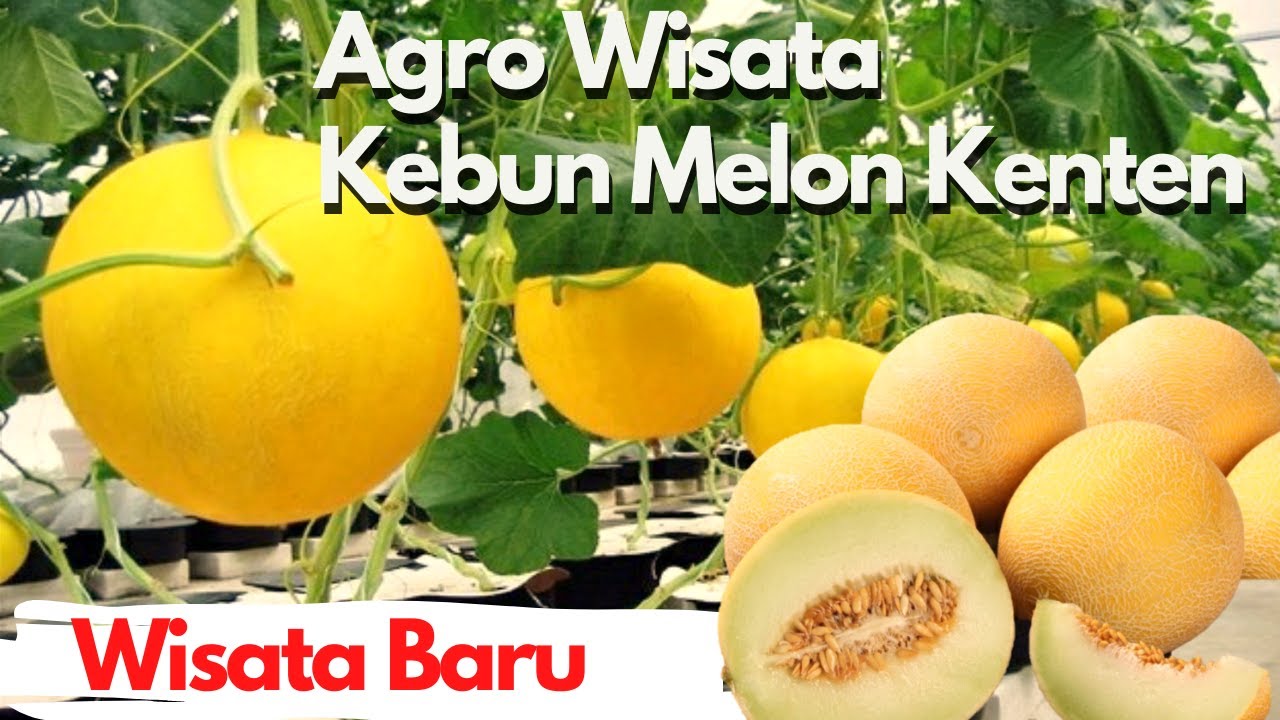 Kebun Melon Kenten - Sensasi memetik buah melon langsung dari Kebun  🆕 ‼️