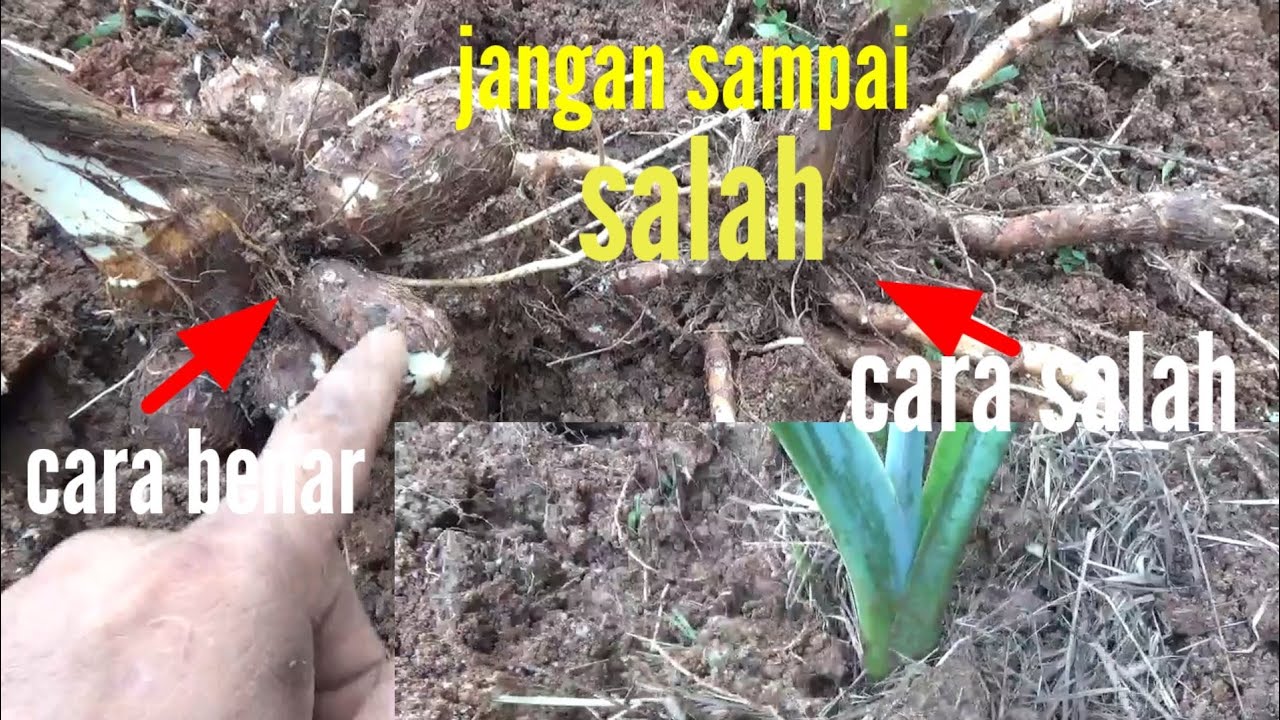 cara tanam talas supaya hasilnya maksimal
