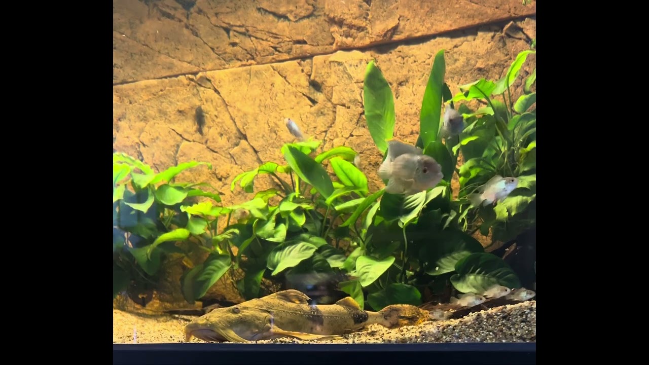 Bagarius yarrelli, giant devil catfish or goonch - tank boss