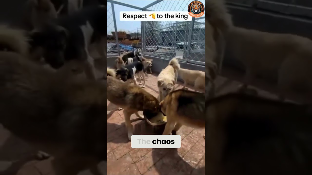 Вот как альфа-самец контролирует всю стаю! 🐕🔥