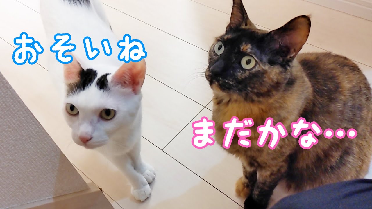 ご飯当番の娘をしっかり見守る猫たち