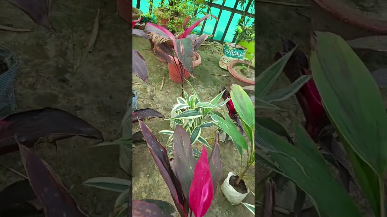 Koi bhi tarah ka paudha khojna ho to is number per contact kijiye aap log video per dekhiae to aaia