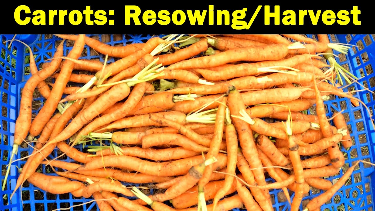 Carrot Resowing | Germination | Harvesting | Green Side Up