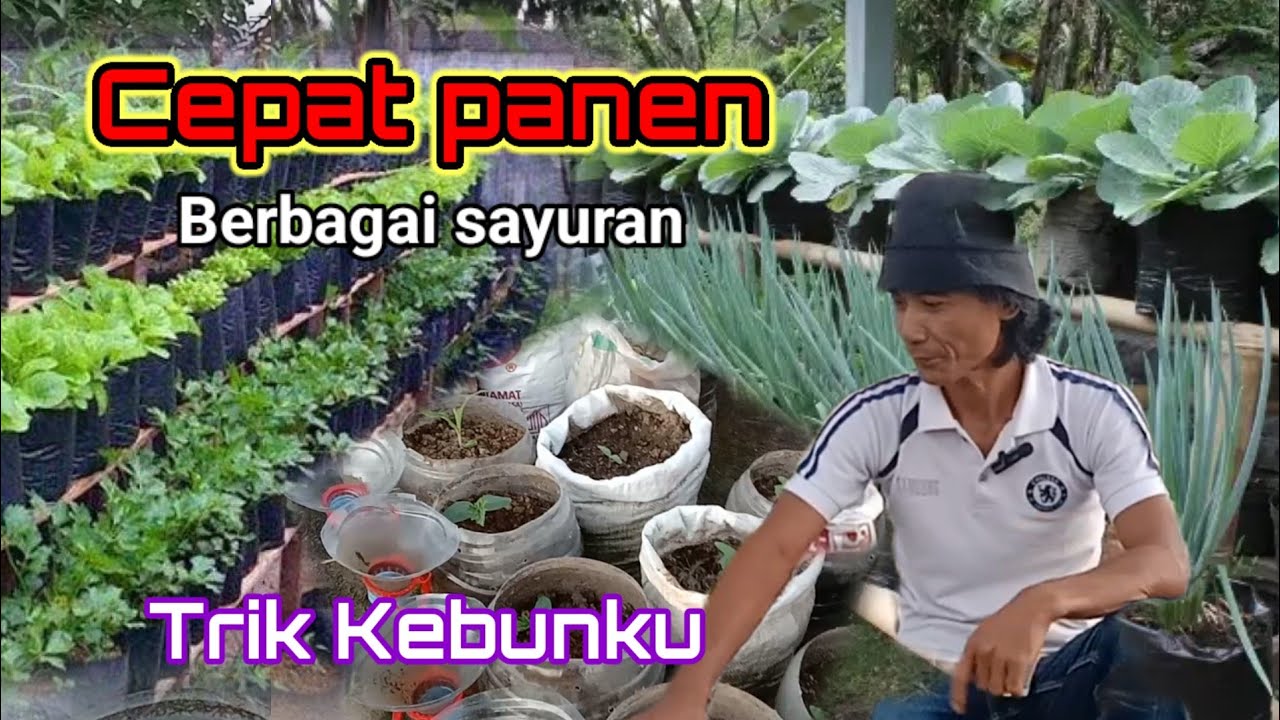 Segala macam sayuran cepat panen dan cara membuat media tanamnya