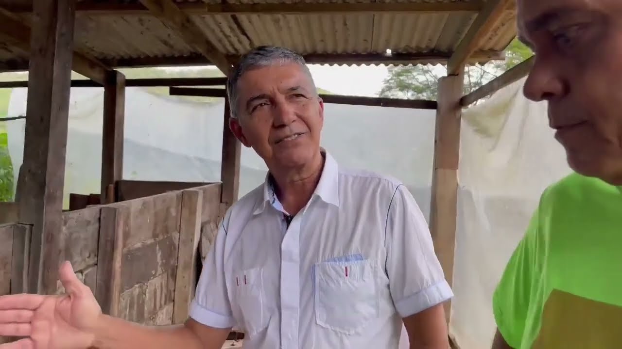 Cacau Fino Fermentação/Secagem/Armazenamento