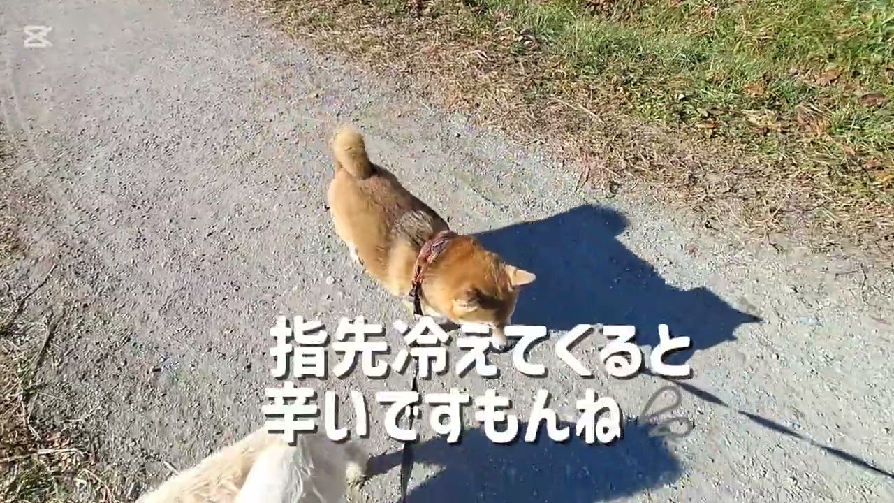 お散歩する場所でテンションはかなり変わりますね〜🐕🐶🎶#柴犬#柴プー#可愛い犬#犬の居る生活