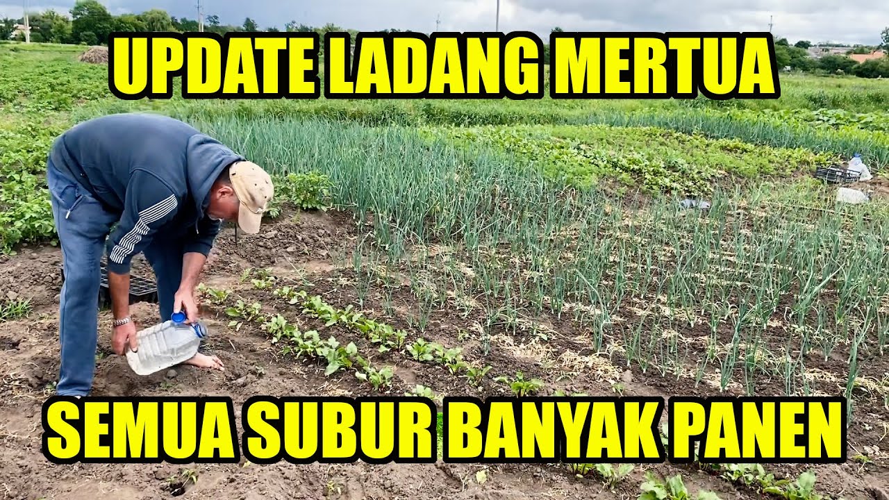 LADANG SUBUR PANEN BERLIMPAH - PANEN BUAH CHERI TETANGGA