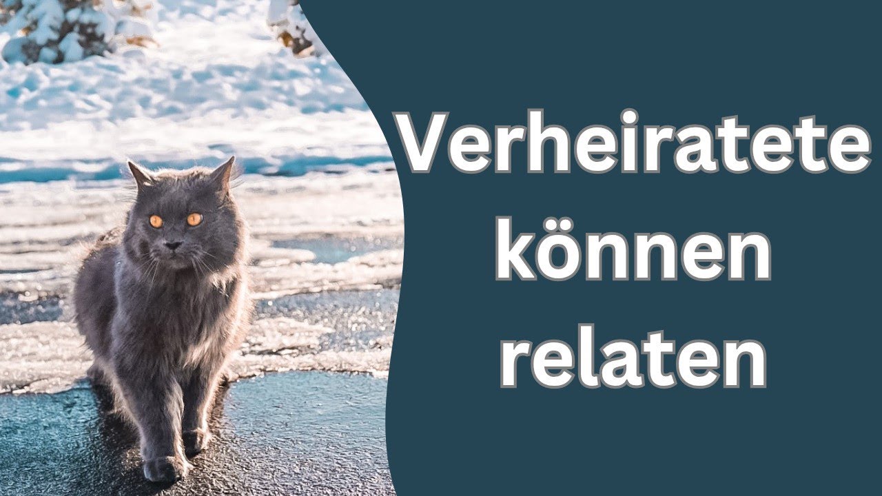 Wenn es schneit kreischen die Katzen